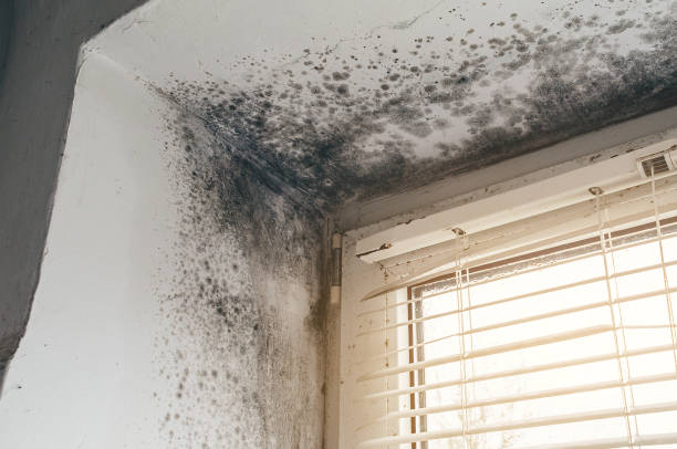 Trusted Black Mold Removal service in Bealeton, VA - Cheap Mold Removal